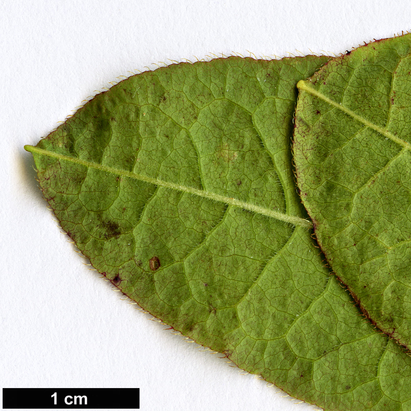 High resolution image: Family: Ericaceae - Genus: Rhododendron - Taxon: molle - SpeciesSub: subsp. japonicum